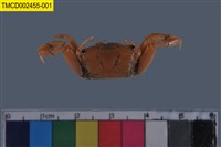 藏品(萬歲大眼蟹)的圖片